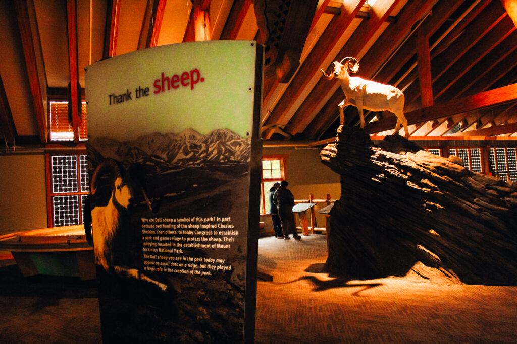 A taxidermied sheep on a fake rock inside of a cabin.