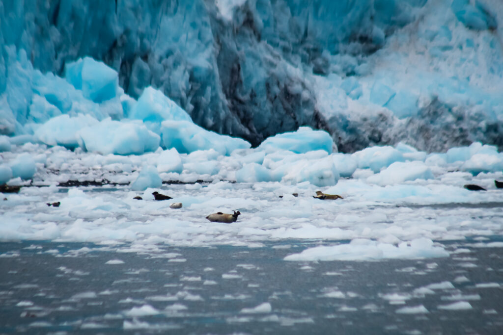 Seals laying on floating ice