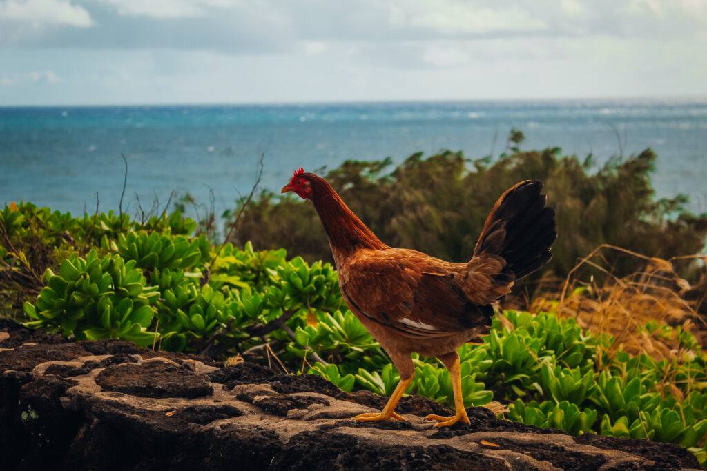 A chicken in front of the ocean