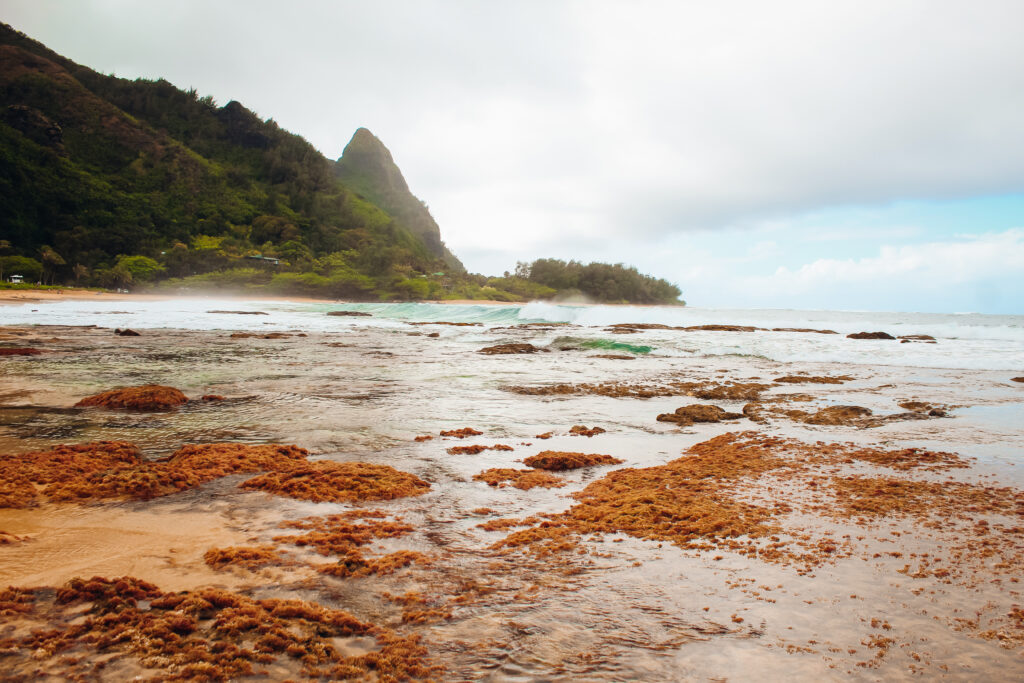 Coral along the shore of a beach with mountains in the distance