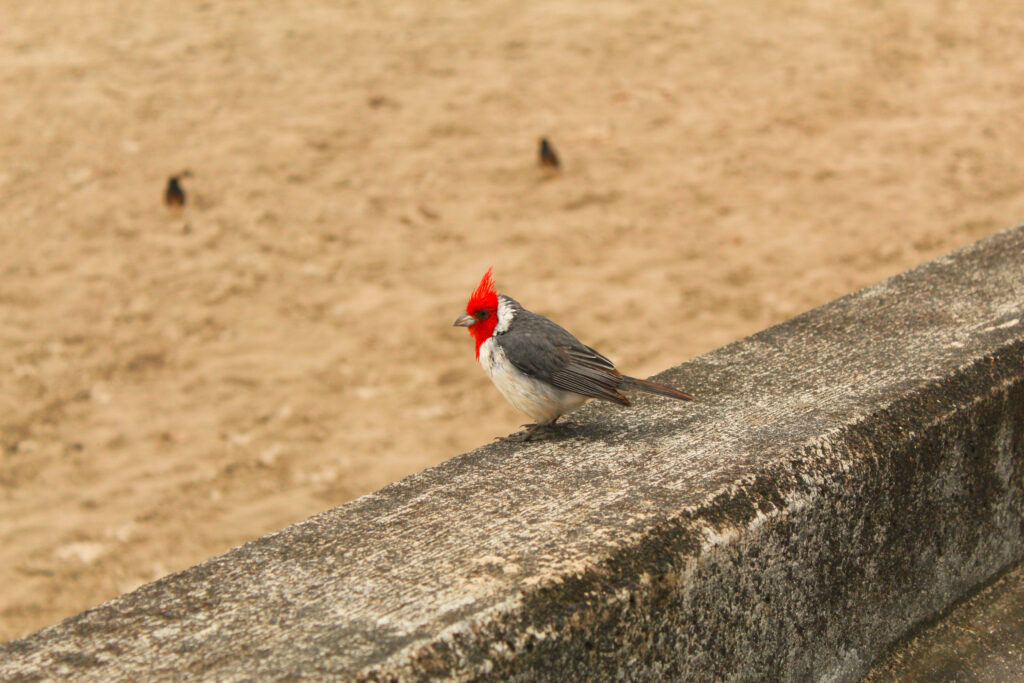 Red-headed bird