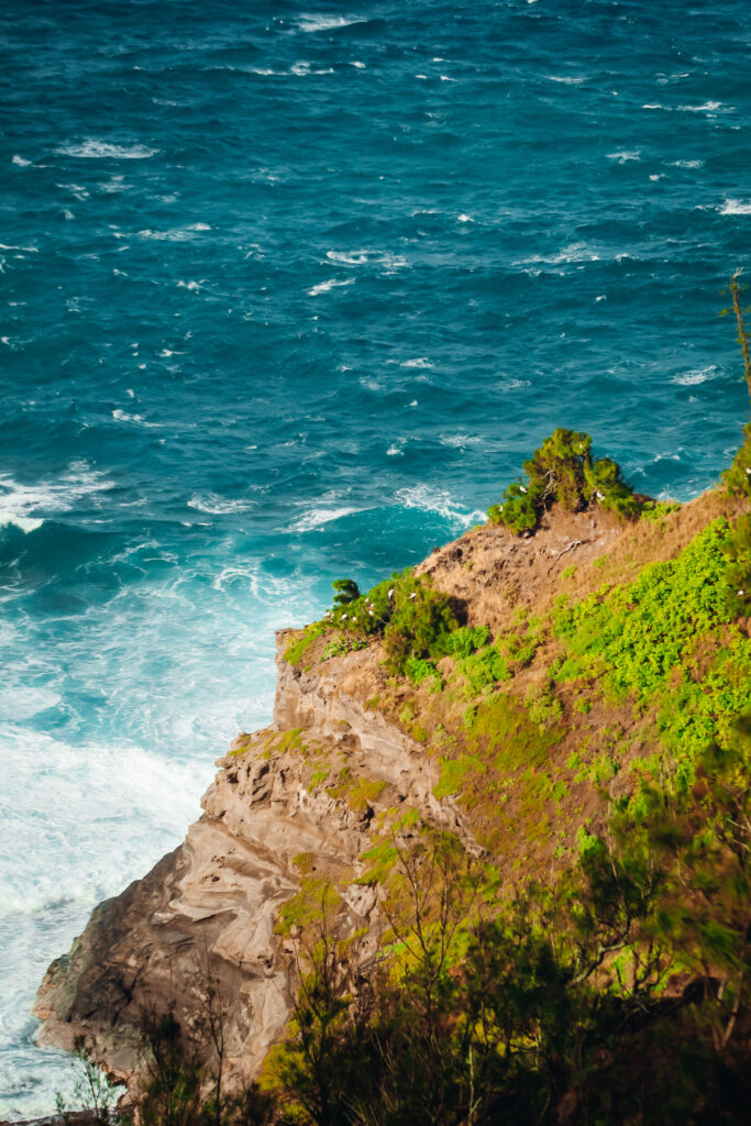 White birds nesting along a sea cliff