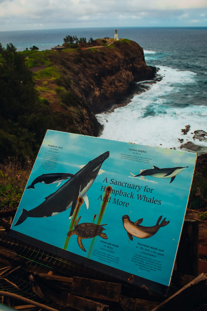 A sign about sea life in front of a lighthouse