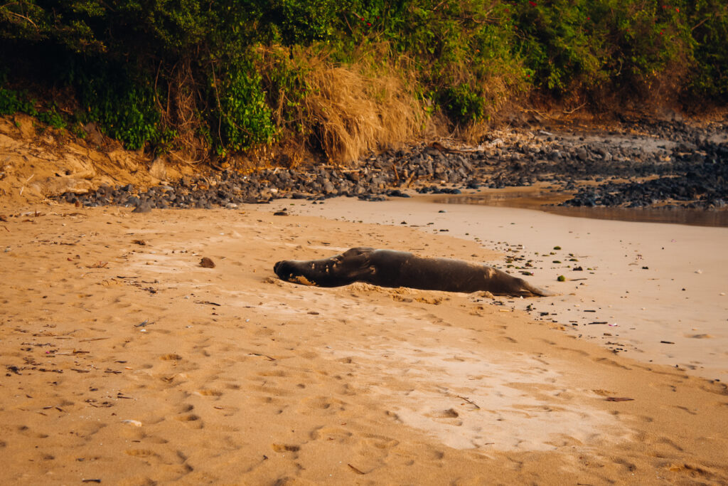 Monk Seal laying on a beach