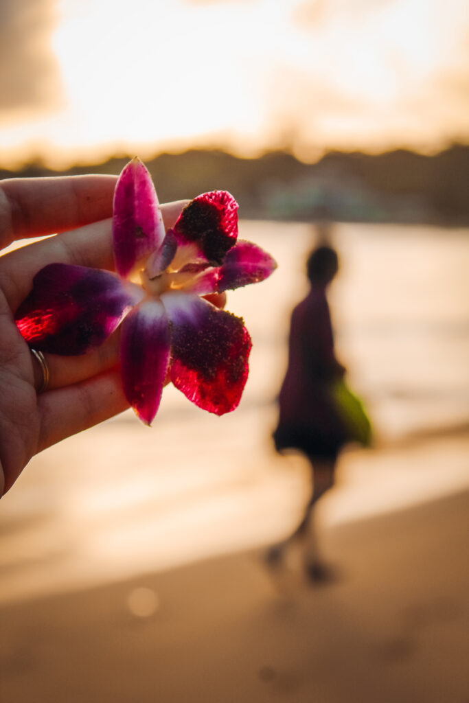 Flower on the beach with a silhouette of a person