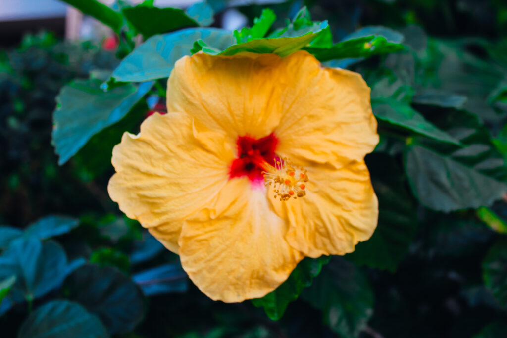 A yellow hibiscus flower