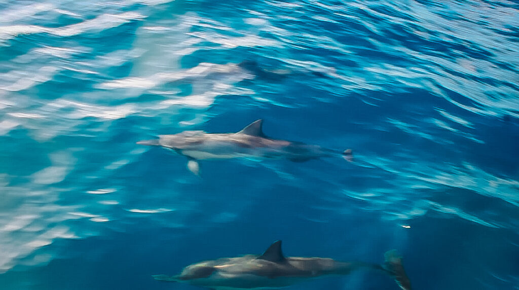 Nā Pali Coast Boat Tour