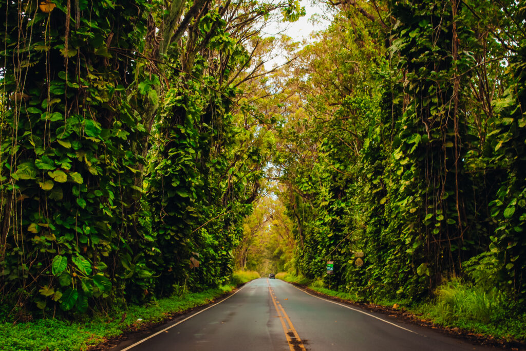 Tree Tunnel