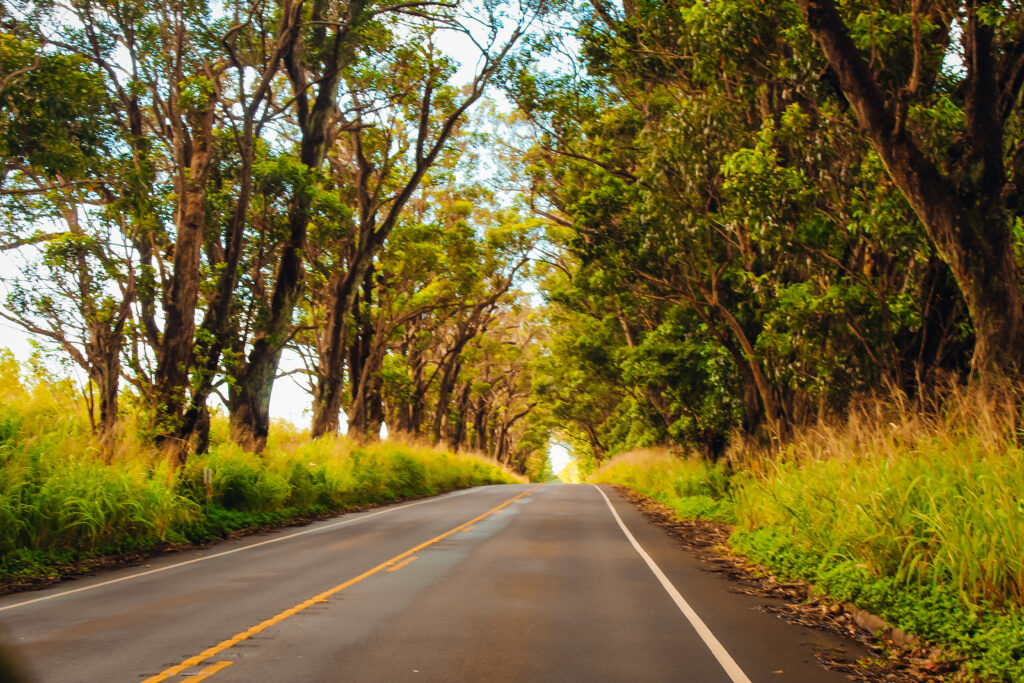 Tree Tunnel