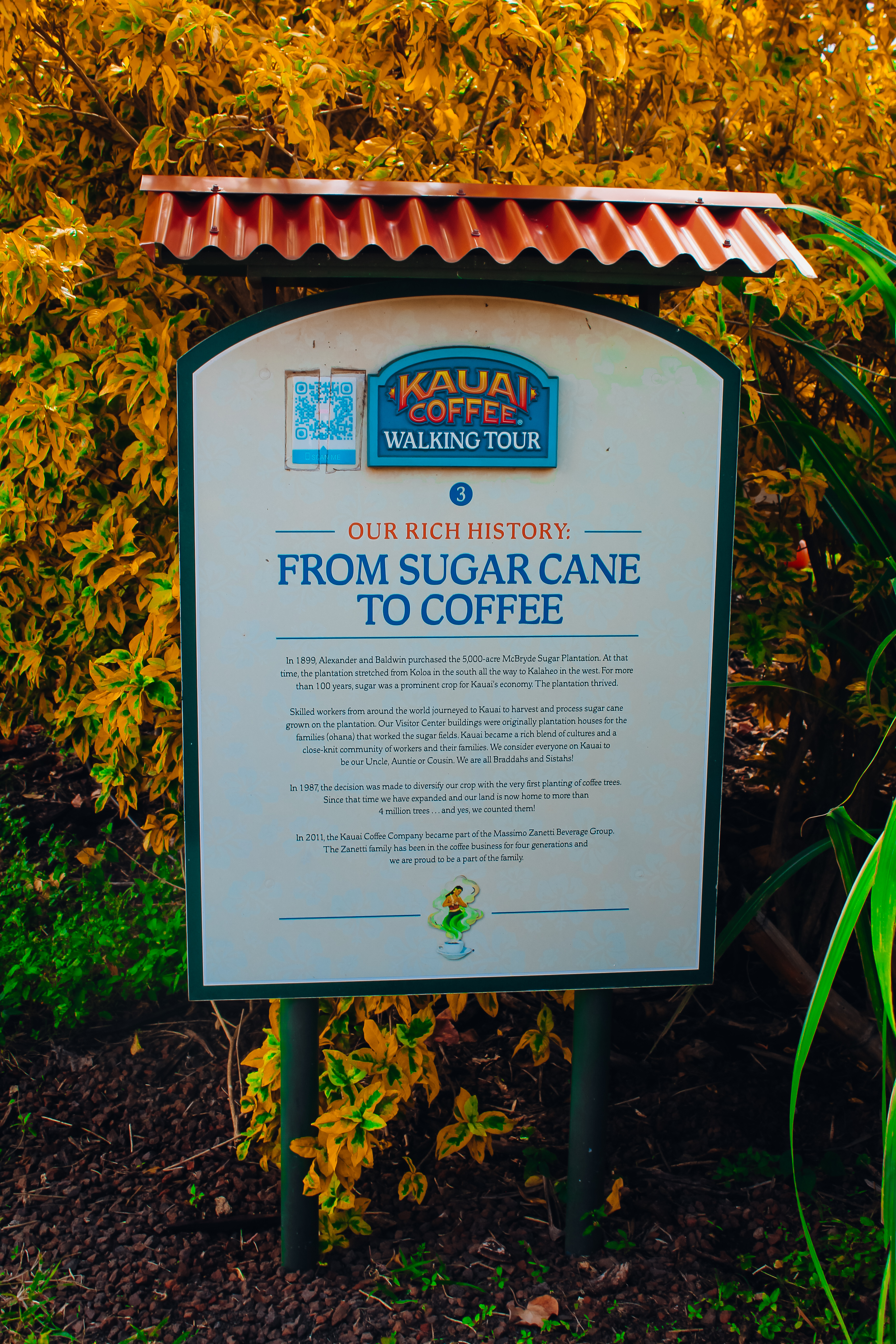 Sign in front of coffee plants