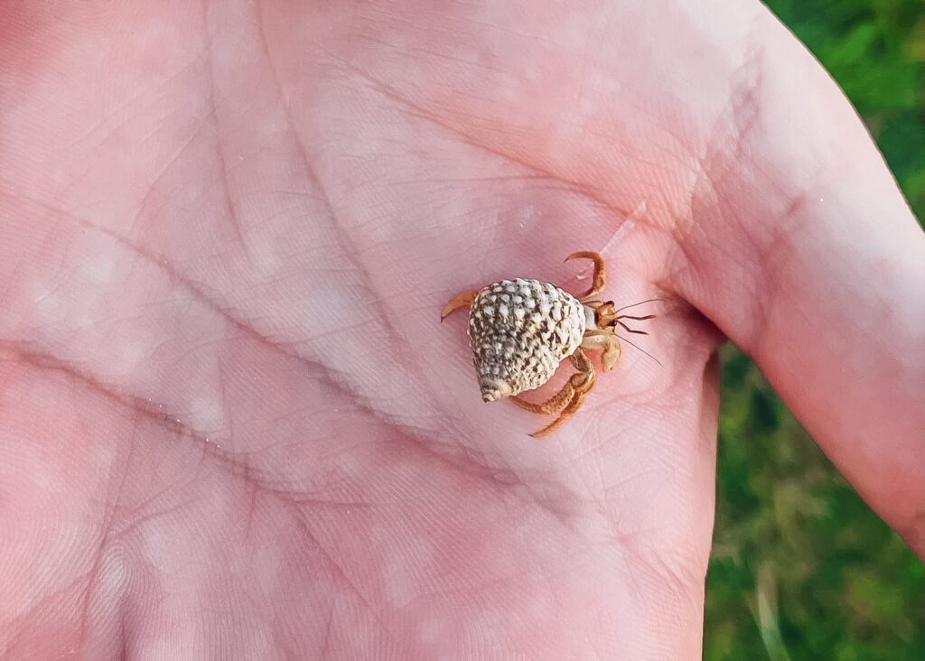 A small crab in a hand.