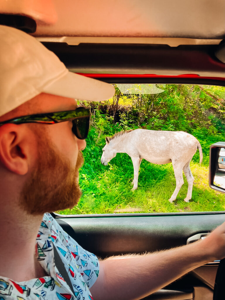 A man in a car with a donkey out the window.