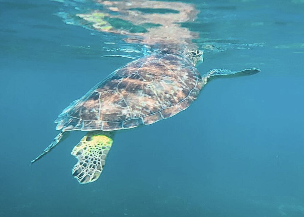 Sea turtle underwater.