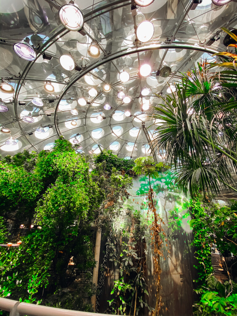 Tropical trees inside of a dome.