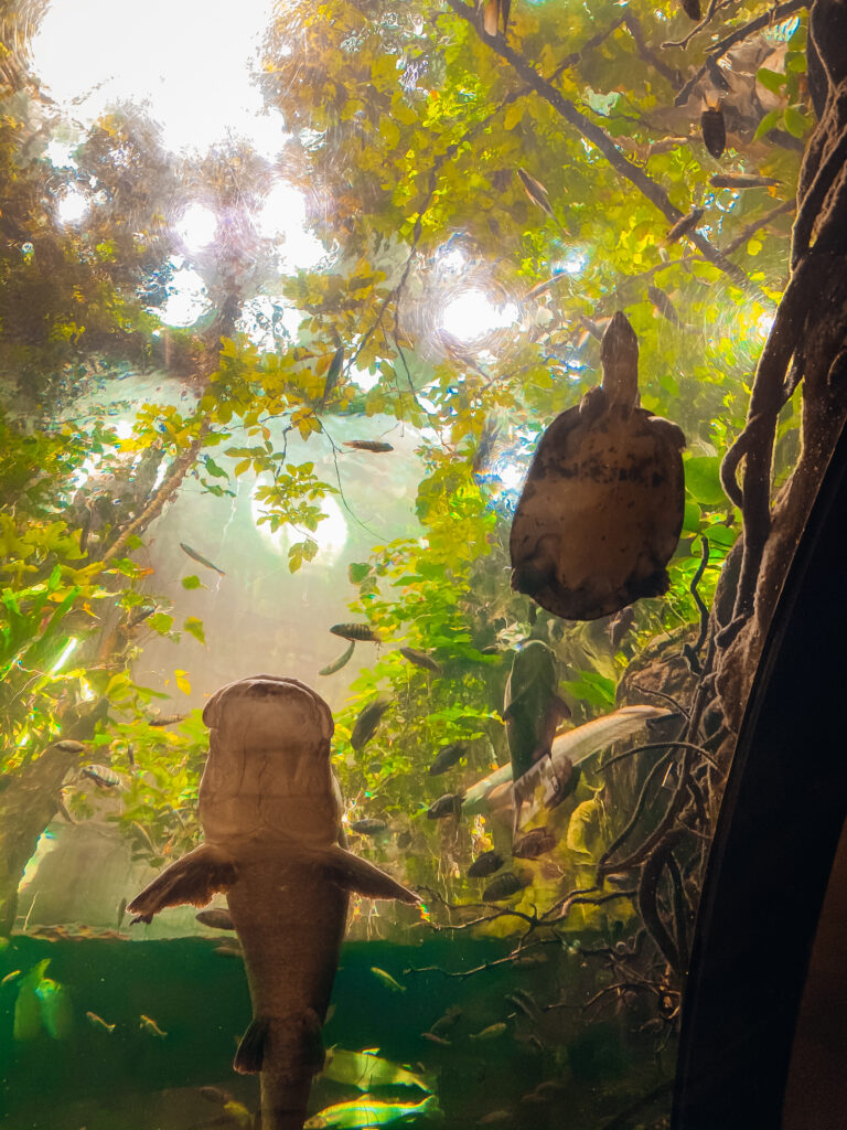 Underside of turtle and fish swimming