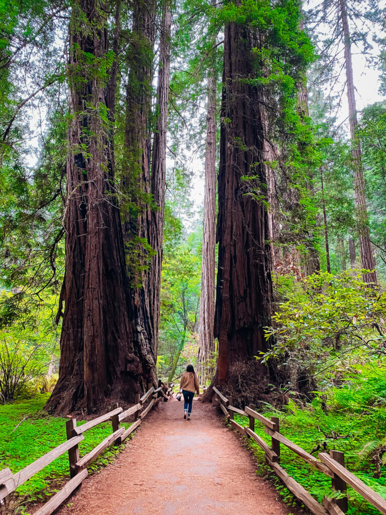 Woman walking through redwood trees.