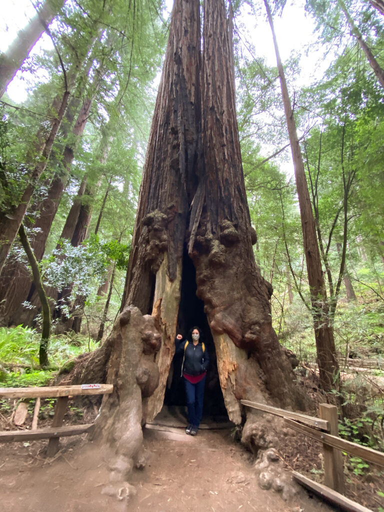 Woman standing inside of a redwood tree.